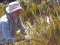 Measuring timberline plots 