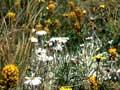 Alpine vegetation, Tin Range