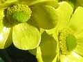 Mountain buttercup