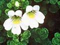 Eyebright