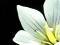 White gentian