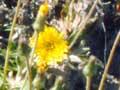 Mouse-ear hawkweed