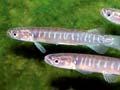 Banded kōkopu