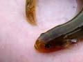 Canterbury mudfish