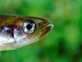 Common smelt