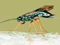 Sirex wasp laying eggs