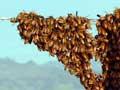 Swarm of honeybees