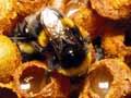 Bumblebee nest