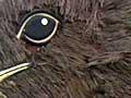 Kiwi as symbol: promoting Eketāhuna 