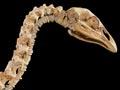 Upland moa in correct stance 