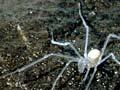Harvestman spider