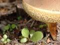 Boletes fungus 