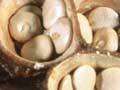Bird’s nest fungus 