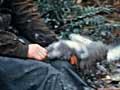 Plucking muttonbirds 
