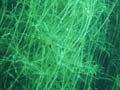 Charophyte 