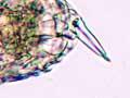 Rotifer