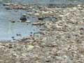 Low water