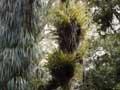 Forest interior