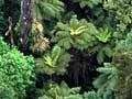 Forest canopy