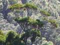 Tawa forest