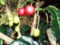 Pūriri berries and flowers