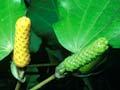 Kawakawa