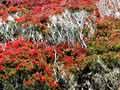 Auckland Islands forest