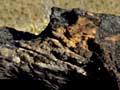 Ancient log