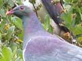 Kererū eating berries