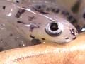 Whitebait pottle