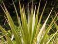 Dwarf cabbage tree