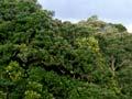 Regenerating pōhutukawa forest