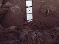 Forest soil profile