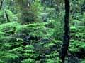 Mānuka scrub interior