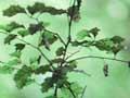 Beech seedlings 