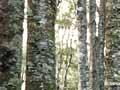 Pole stand of beech 