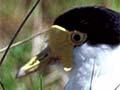 Spur-winged plovers