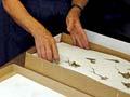 Herbarium researchers