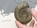 Fossil collection