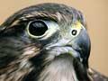Kārearea call
