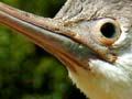 Spotted shag 
