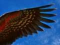 Kea's wing spread in flight