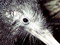 Bird calls: North Island brown kiwi