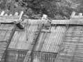 Kauri dam