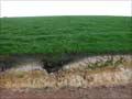 Egg-cup Podzol in farmland 