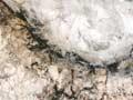 Egg-cup Podzol 