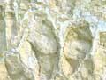 Pallic soil