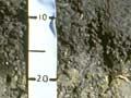 Gley soil
