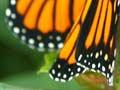 Monarch butterflies