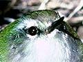 South Island rifleman 